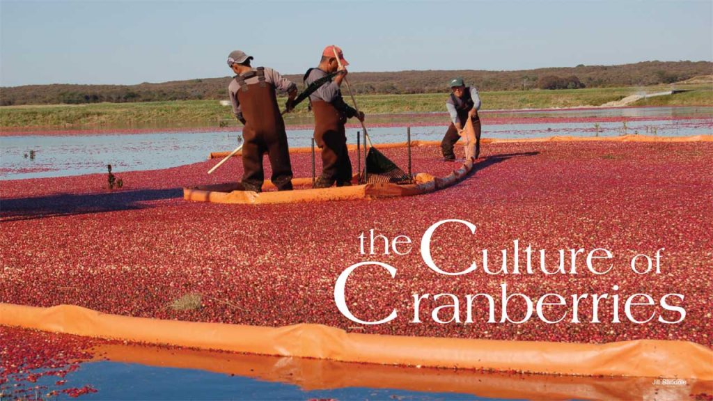 nantucket cranberry bogs