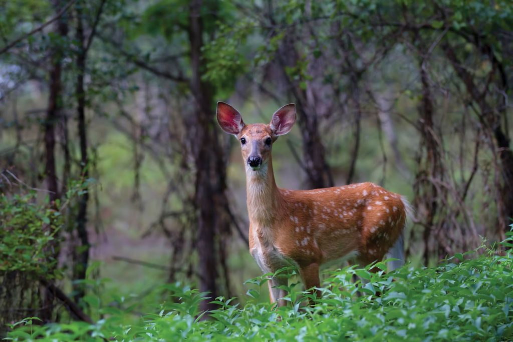 nantucket white tail deer