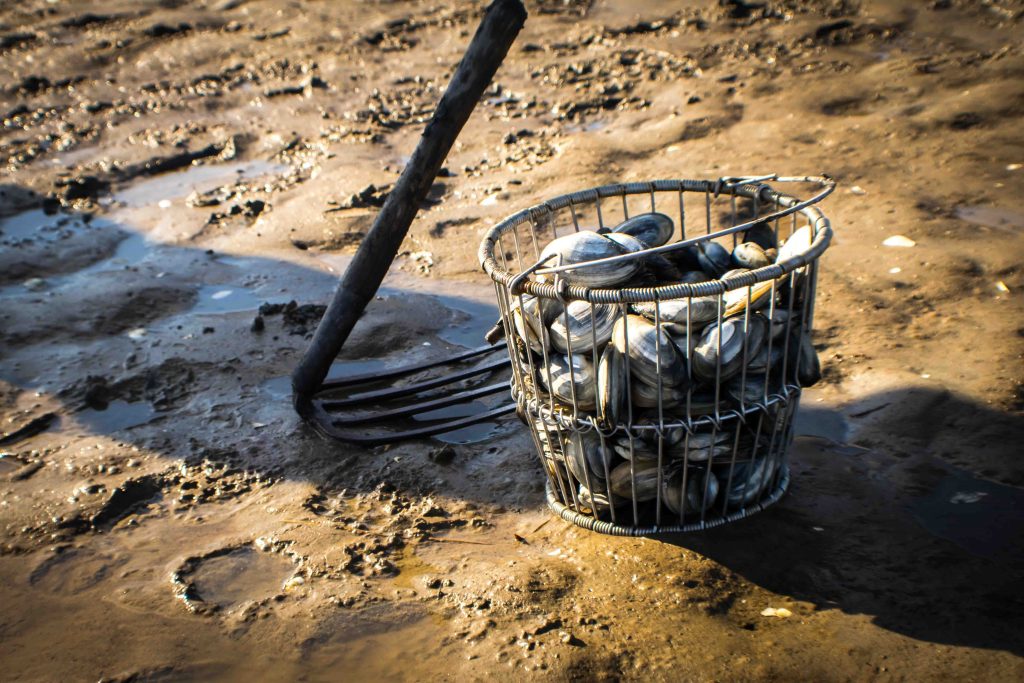 clamming on nantucket