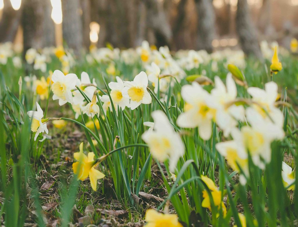 nantucket daffodil