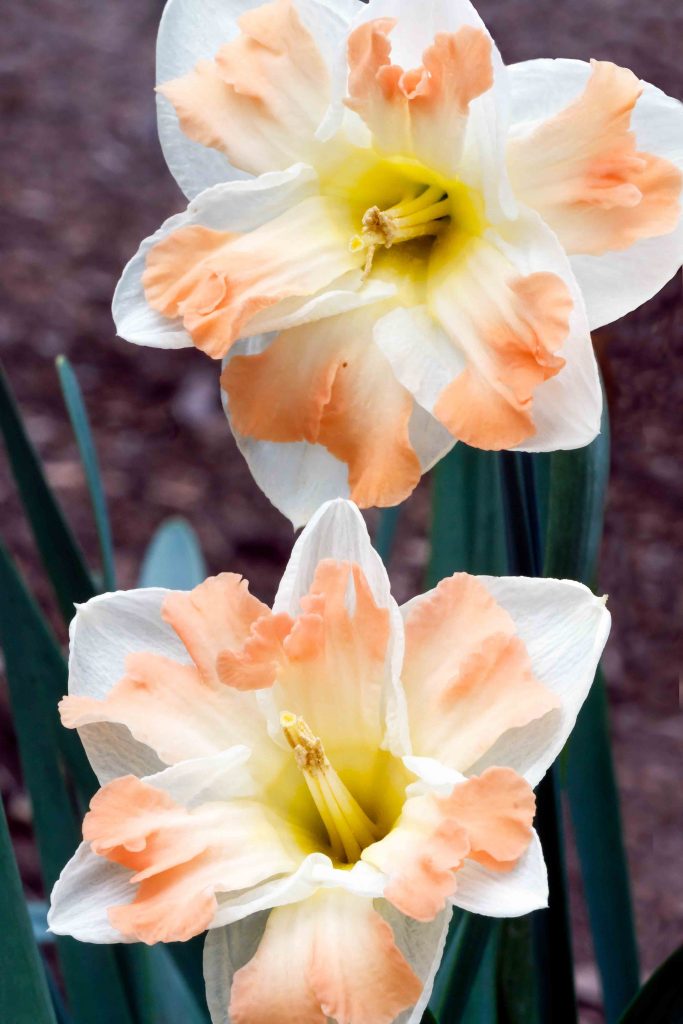 pretty flowers daffodil nantucket