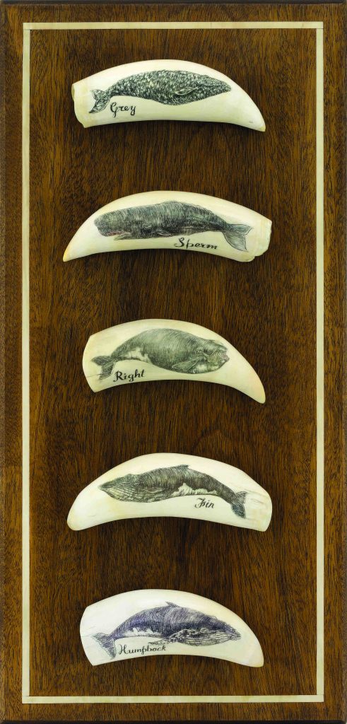 whale scrimshaw whale board art nantucket whaling