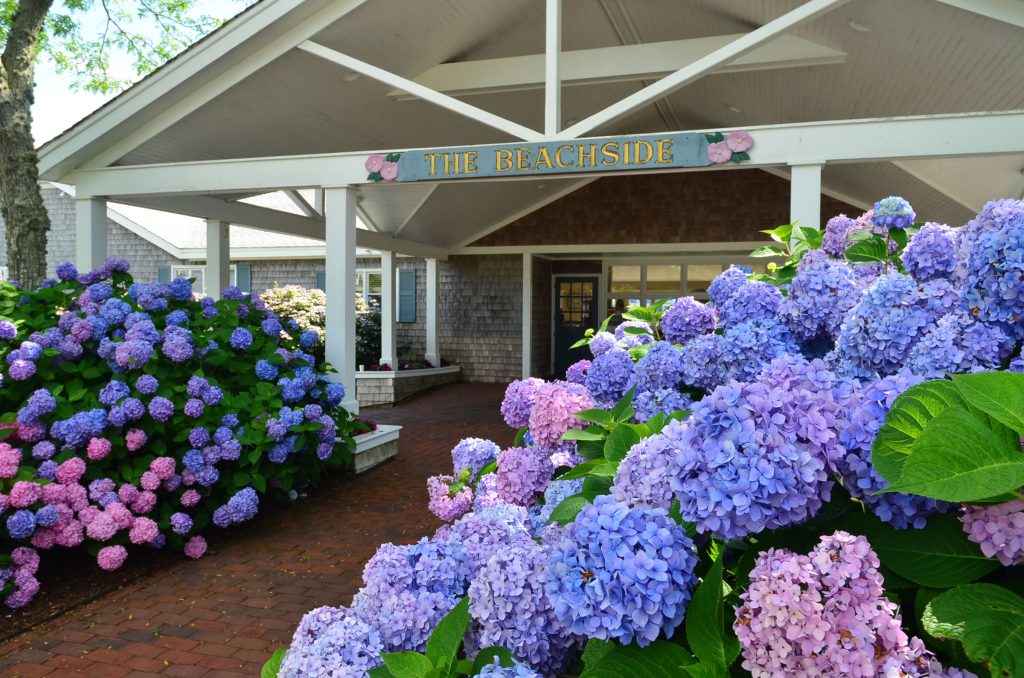 Beachside-Nantucket-hydrangeas