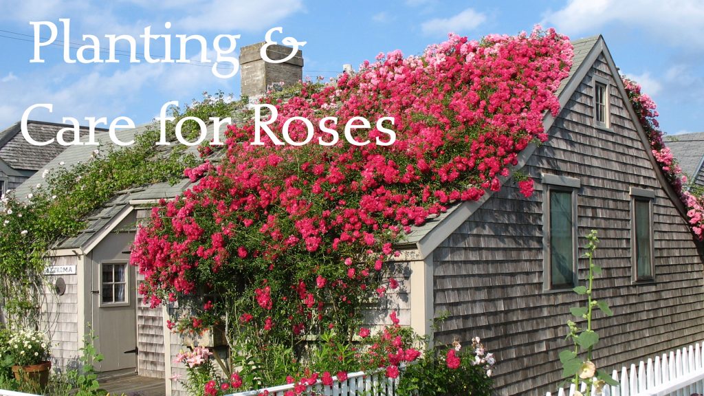 sconset roses planting and care rose covered cottages nantucket