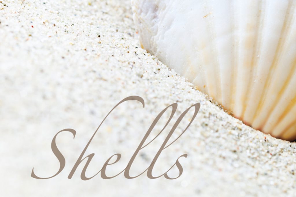 shell hunting on nantucket