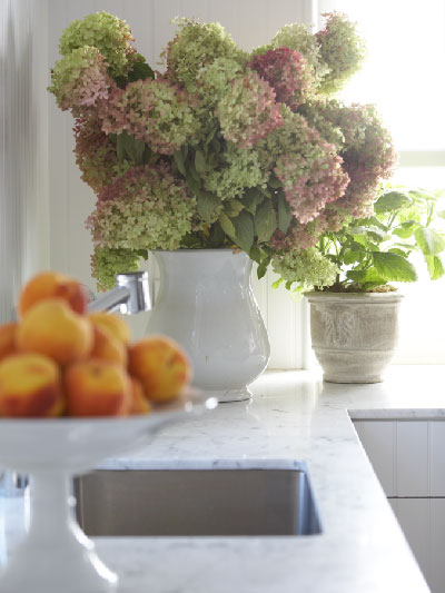 nantucket hydrangeas indoors